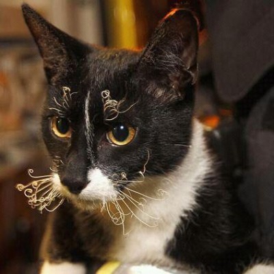 ししゃも大好きさん